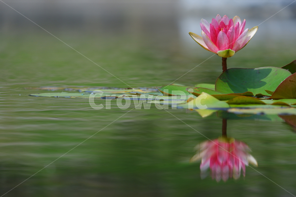 수련,연꽃,연못,식물,자연,꽃,반영,물,식물,자연,plants,nature,꽃,flower