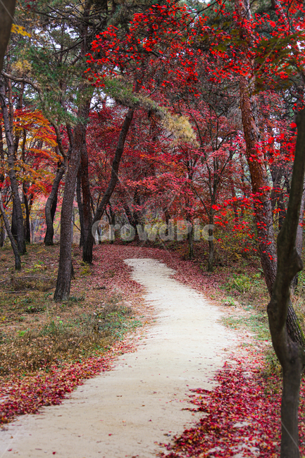 road,길,단풍길,tree,나무,가을,계절,fall,autumn,season