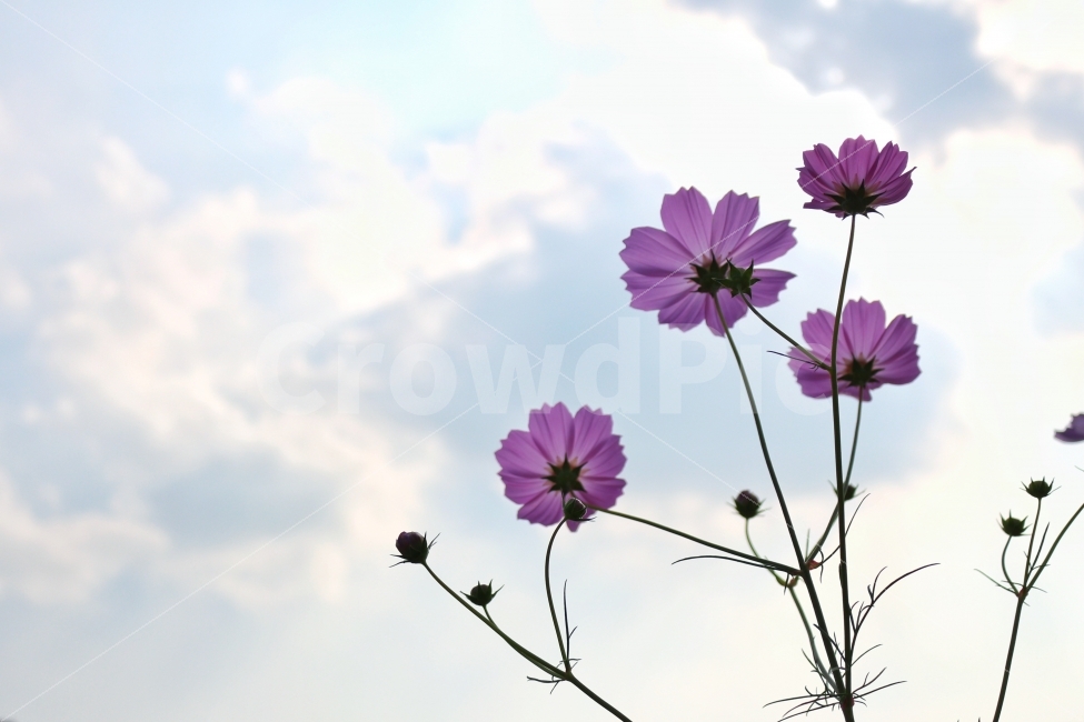 코스모스,꽃,풍경,하늘,식물,가을,계절,fall,autumn,season,식물,자연,plants,nature,꽃,flower,plant,animal,동물,bird,새