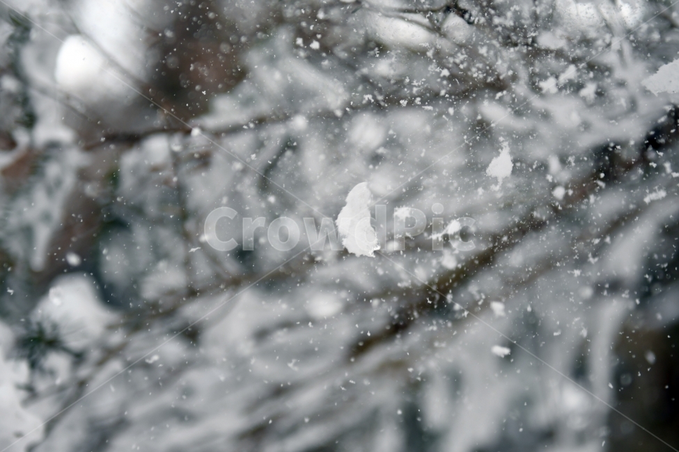 겨울,풍경,한라산,눈,겨울산,눈꽃,제주도,상고대,나무,서리,겨울,계절,winter,season