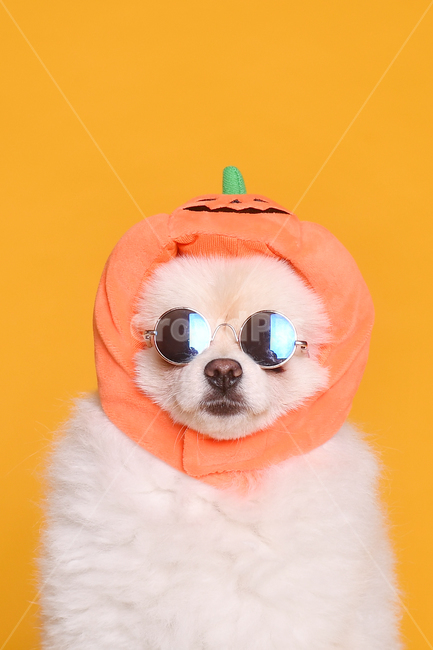강아지,dog,아기강아지,귀여운,호리존,노란색,포메라니안,아기,동물,animal,포유류,mammal,연출,컨셉,콘셉,direction,concept
