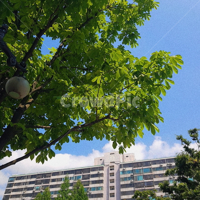 하늘,구름,여름,더위,나무,한여름
