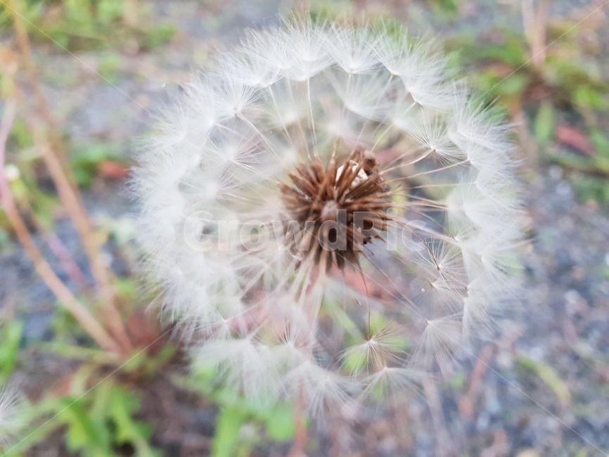 정원,시골에서,바람불면,민들레,야생,홀씨,하늘높이