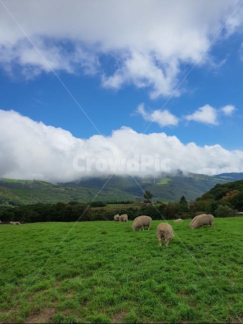 목초지,양떼,양떼목장,목장,대관령,자연,포유류,grassland,rural,동물,sheep,animal,양,평화,들판,배경화면,농장,countryside,동물,animal,포유류,mammal,목축업,목장,livestock farming,ranching,pasture