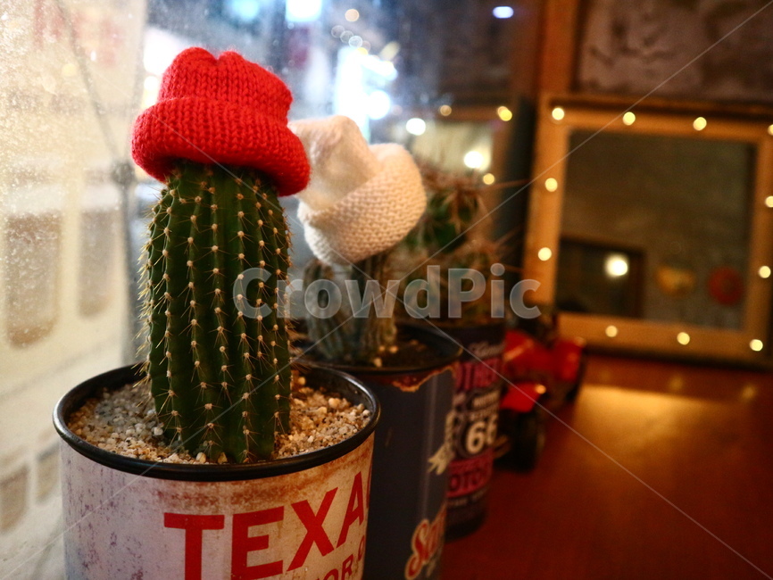 선인장,카페,분위기,감성,따뜻한,실내용화초,화분,화초,house plant