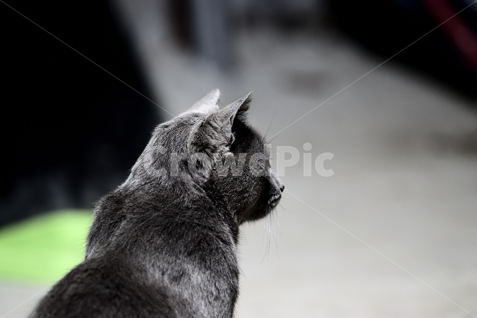 고양이,시선,반려묘,애완동물,검정,검은,회색,동물,animal,포유류,mammal,고양이,cat,kitten,kitty