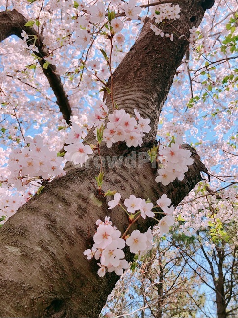 벚꽃,spring,벚꽃나무,봄,season,봄,계절,spring,season,plant,식물,blossom,꽃,cherry blossom,flower