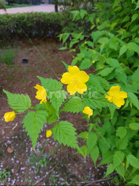 자연,노란꽃,꽃,예쁜꽃,봄,식물,자연,plants,nature,꽃,flower