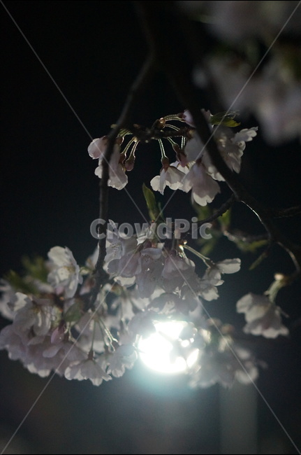 벚꽃,야경,빛,봄,풍경,봄,계절,spring,season,야경,밤,풍경,nightscape,night,landscape,식물,자연,plants,nature,꽃,flower,plant,blossom