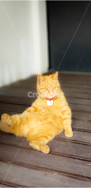 고양이,앉은포즈,가족,감성,cat,family,cute,sensible