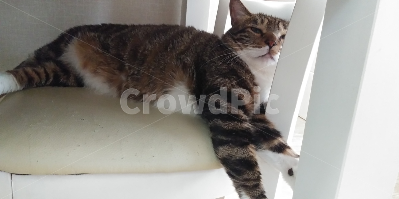줄무늬고양이,웃긴고양이,고양이,귀여운고양이,사랑스런고양이,동물,animal,포유류,mammal,고양이,cat,kitten,kitty