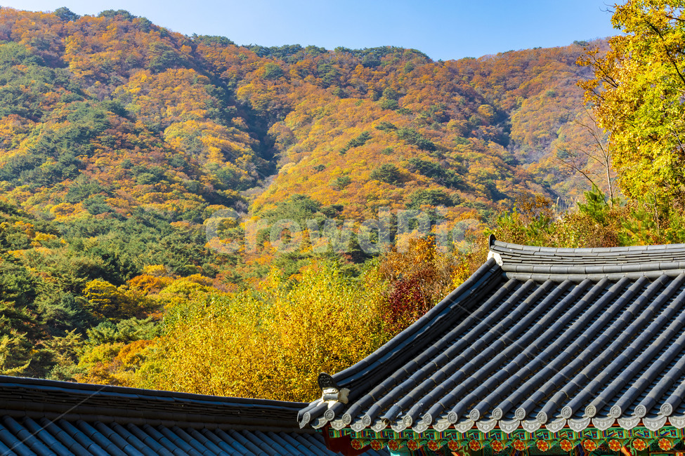 청평사,전통가옥,단청,기와지붕,건축물,문화유산,가을,단풍,하늘,자연,지붕,roof,가을,계절,fall,autumn,season,한국전통,한국문화,korean traditional,korean culture,건축물,건물외관,exterior,building,structure,architecture,construction