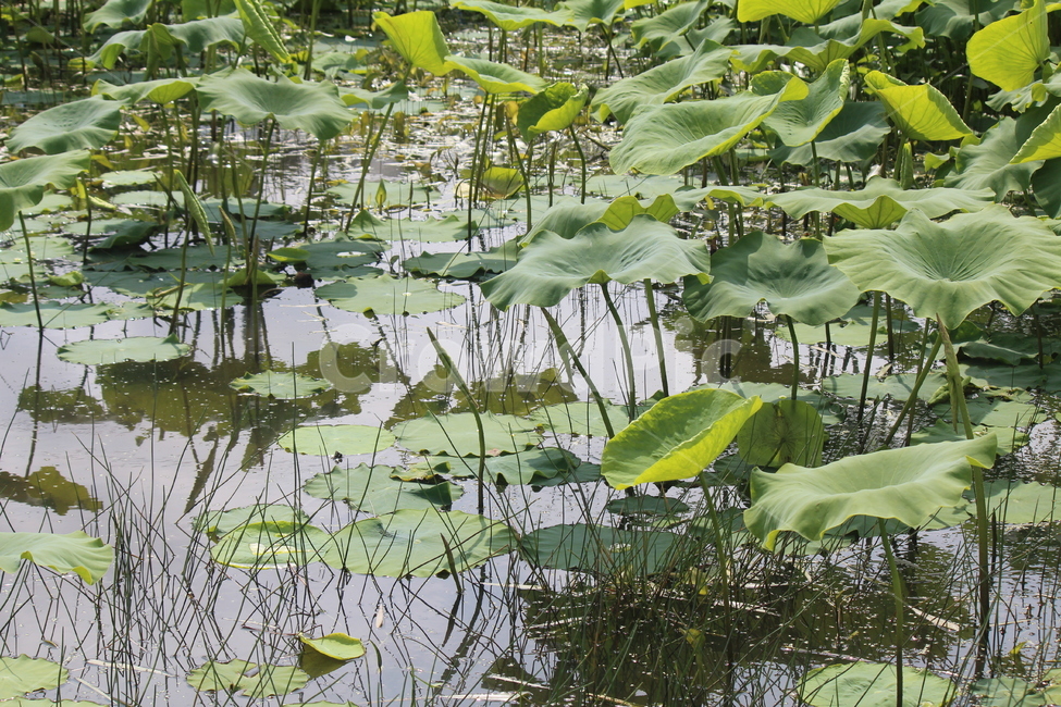 연잎,물,공원,봄,고요,나들이,개구리왕눈이,식물,자연,plants,nature