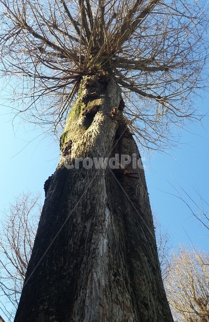 감성,느낌,야외,풍경,식물,plant,tree,나무,treetrunk,나무줄기
