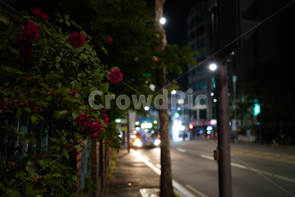 밤,꽃,플라워,장미,느낌,감성,식물,생물,생명,밤거리
