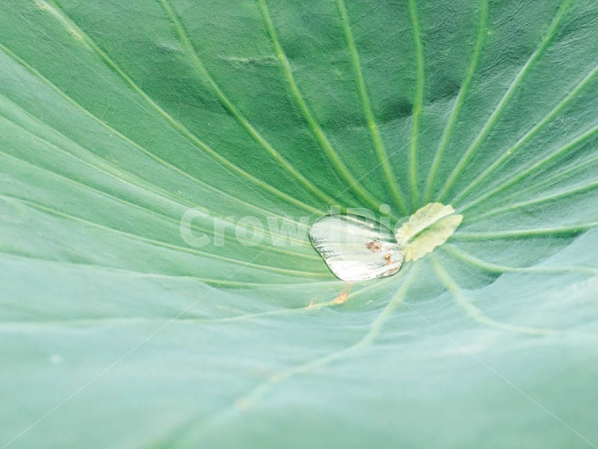 연꽃,자연,여름,lotus,물방울