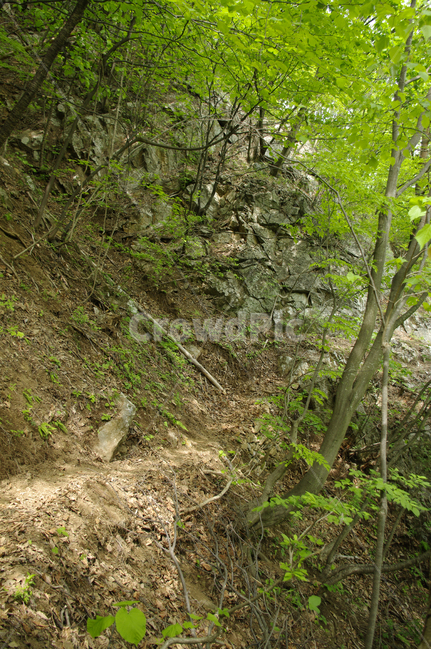 산길,길,숲,나무,풍경,식물,초록,자연,풍경,nature,landscape,tree,plant,tree trunk,나무 줄기
