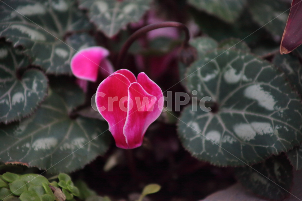 시클라멘,꽃,식물,cyclamenpersicum,flower,식물,자연,plants,nature,꽃,flower