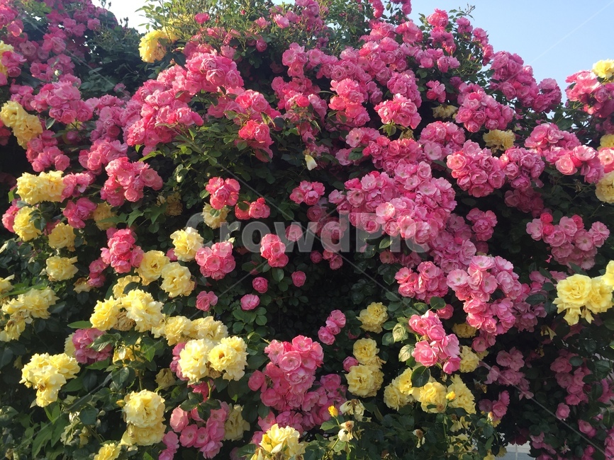 꽃,꽃놀이,자연,풍경,봄,식물,자연,plants,nature,꽃,flower