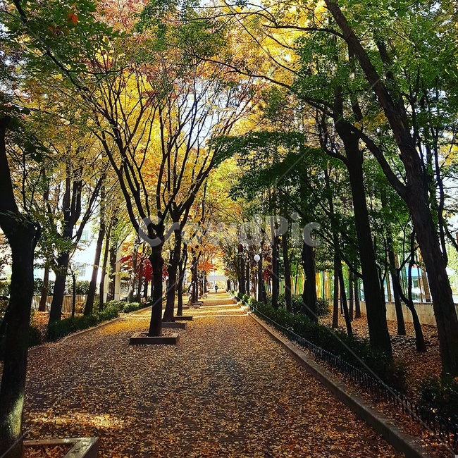가을,산책로,산책,나무,단풍,숲,가을,계절,fall,autumn,season,자연,풍경,nature,landscape,tree,plant,식물,tree trunk,나무 줄기