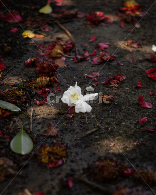 봄,봄꽃,동백,동백꽃,제주도,식물,자연,plants,nature,꽃,flower