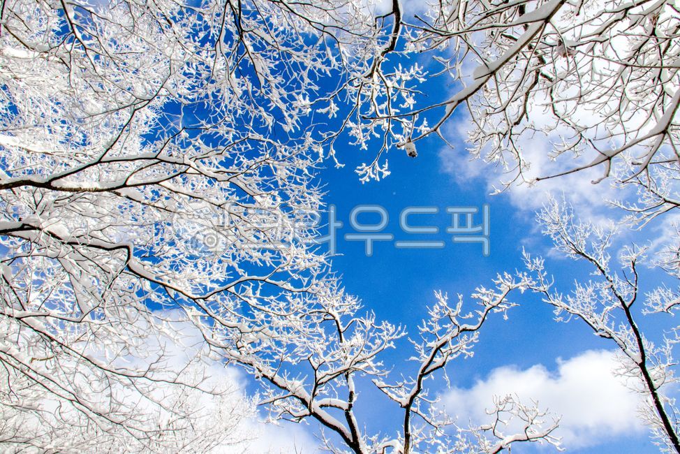 겨울,winter,snow,눈,계절,자연,nature,옥외,outdoors