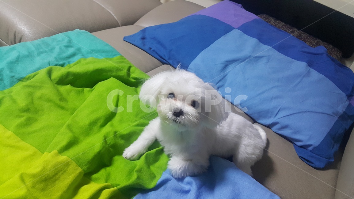 말티즈,말티스,애완견,흰강아지,강아지,마르티즈,개,작은강아지,동물,dog,pet,maltese