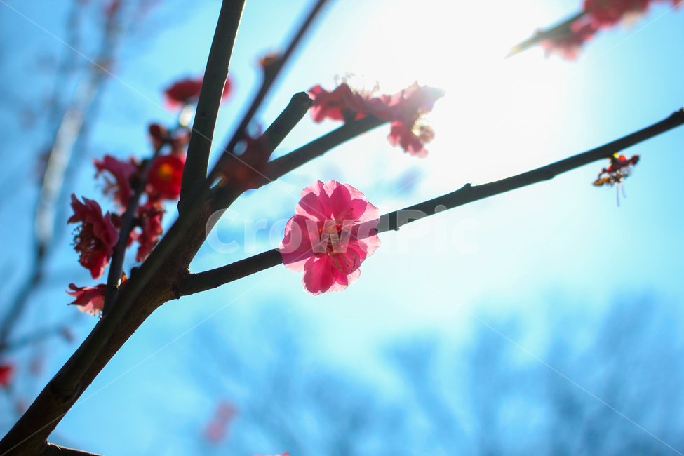 plant,식물,꽃,진달래,봄,감성,하늘