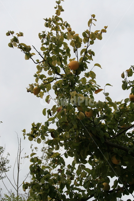 plant,나무,식물,열매,모과,식물,자연,plants,nature,과일,열매,fruit