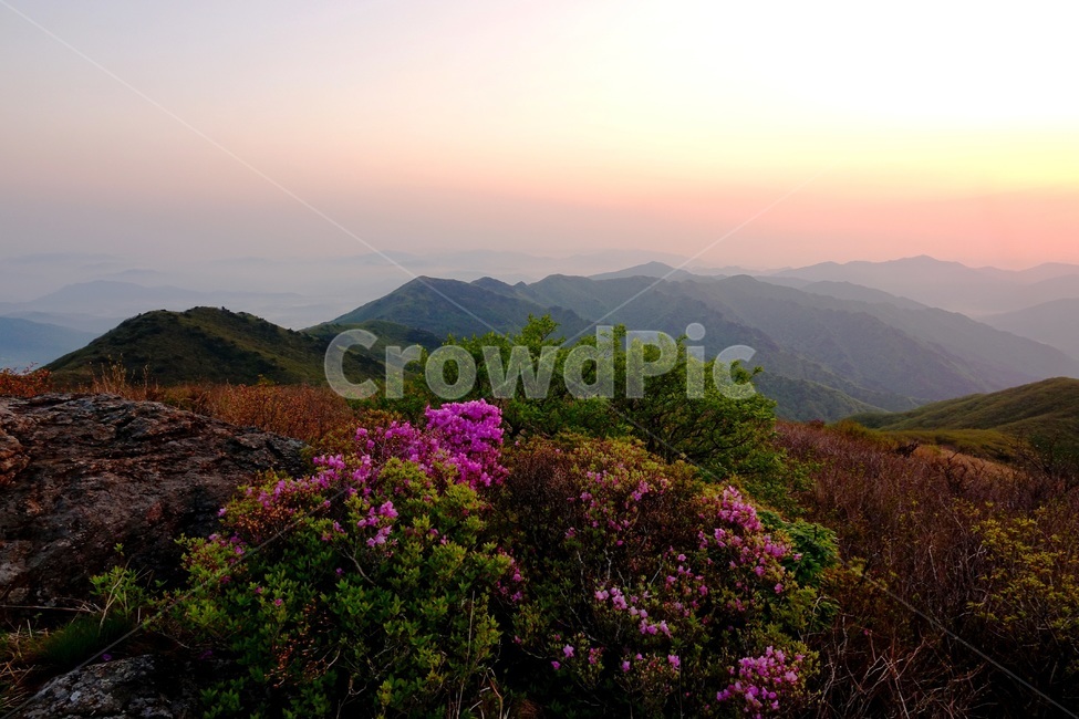 지리산,진달래,봄,일출,만복대,자연,풍경,nature,landscape,outdoors,옥외,mountain range,산맥,mountain,산,plateau,고원