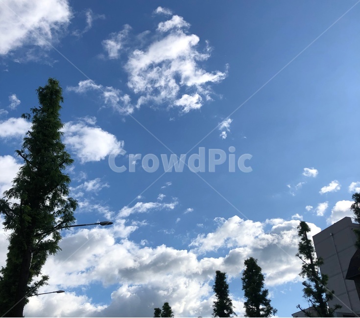 나무,하늘,날씨,비온뒤,nature,자연,outdoors,옥외,sky,azuresky,푸른하늘