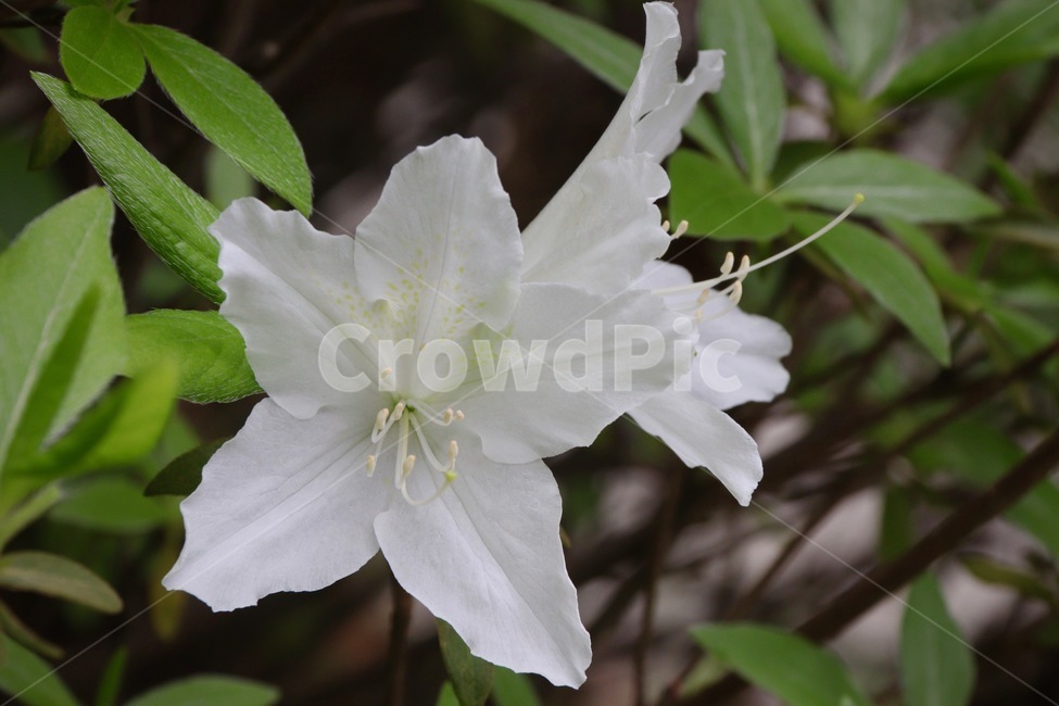 whiteflower,철쭉,진달래,하얀철쭉,초록,수술,암술,하얀,azaleas,꽃,flower