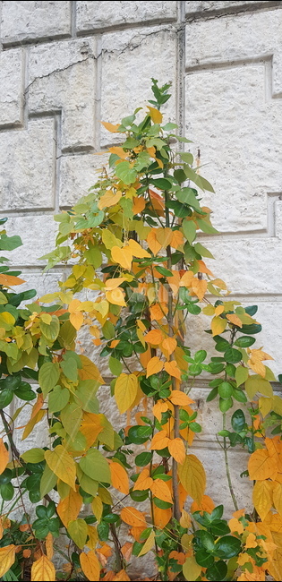 plant,식물,leaf,잎,vine,덩굴