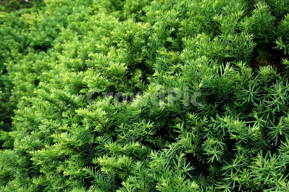 녹색,초록,풀,자연,풍경,배경,나무,싱그러움,봄,여름,계절,식물,자연,plants,nature