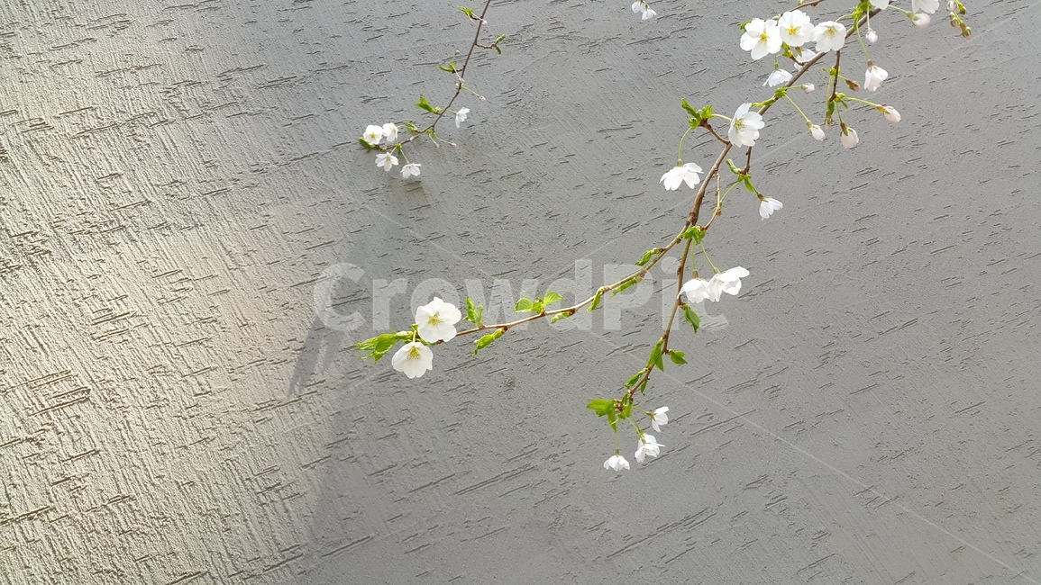 벚꽃,벚꽃나무,봄꽃,나무,식물,봄,계절,spring,season,자연,풍경,nature,landscape,식물,plants,꽃,flower,blossom,petal,꽃잎,plant