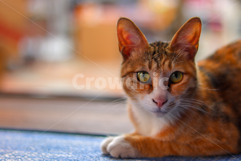 Meow,stray cat,cat,animal,straycat