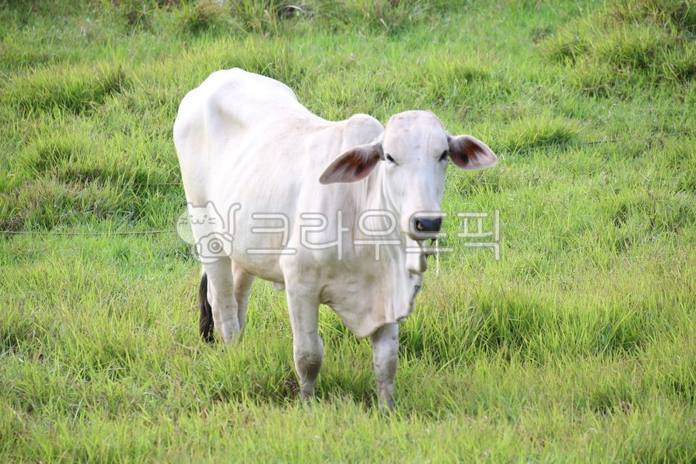 cow, 소, animal, 동물, mammal, 사진,이미지,일러스트,캘리그라피 - 이준성작가
