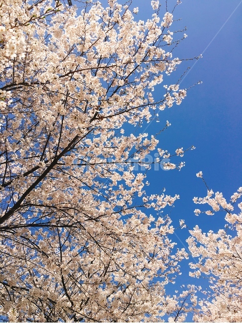 벚꽃,꽃,봄,하늘,벚꽃길,꽃놀이,꽃하늘,벚꽃하늘,햇살,풍경,봄,계절,spring,season,자연,풍경,nature,landscape,plant,식물,blossom,cherry blossom,flower