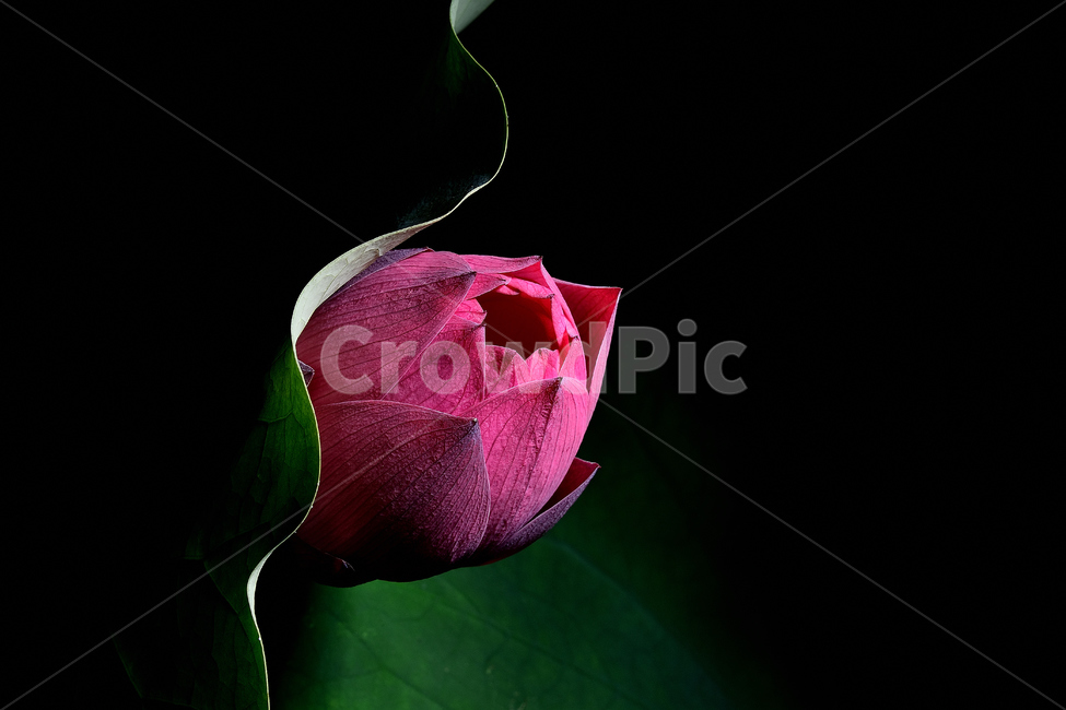 연꽃,연꽃사진,개화,묵언,자연,식물,자연,plants,nature,꽃,flower