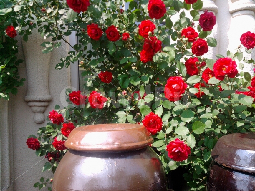 장미,꽃잎,꽃,붉은색,빨간색,시골정취,장미꽃넝쿨,자연,장단지,장독대대,한국전통,한국문화,korean traditional,korean culture,식물,자연,plants,nature,꽃,flower,사물,물건,오브젝트,thing,object,matter