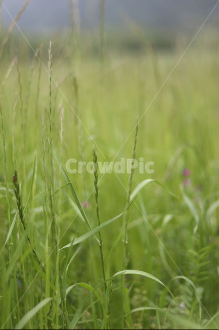 풀,잡초,초록,봄,흐림,식물,자연,plants,nature