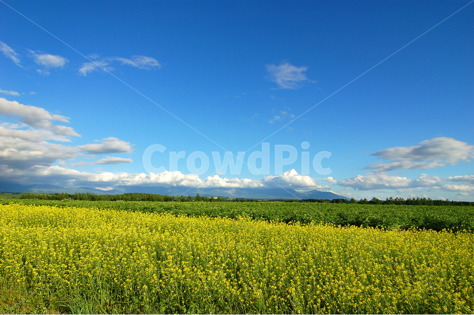sky,cloud,background image,rapeseed,nature,background,sight,rape flower,background photo