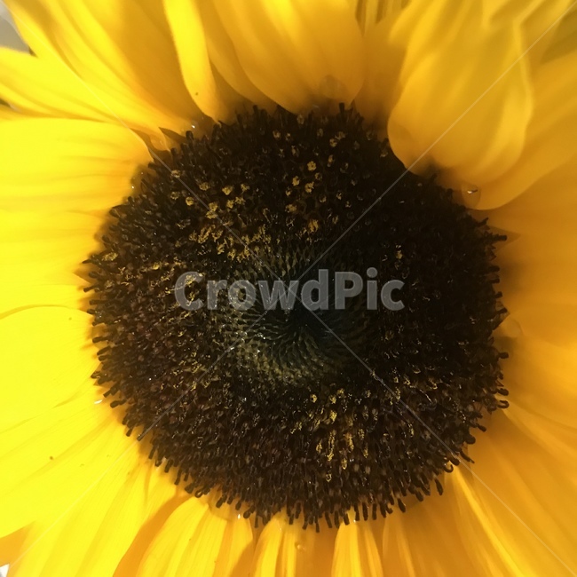 해바라기,꽃,플라워,썬플라워,flower,sunflower,식물,자연,plants,nature,꽃,flower