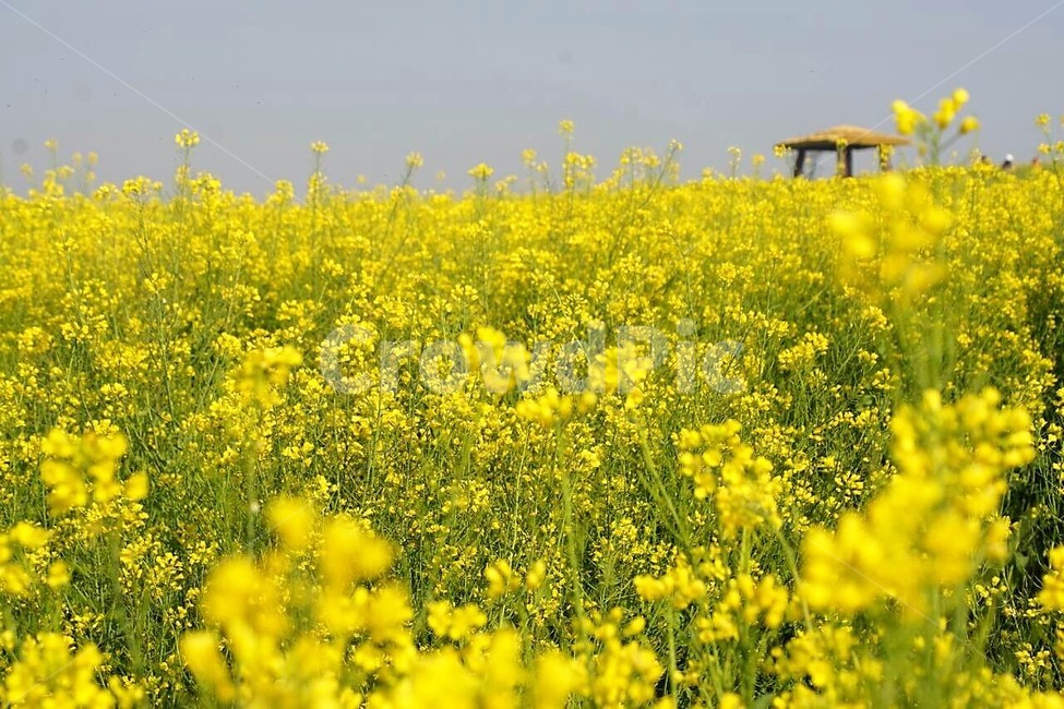 유채꽃,꽃,원두막,자연,식물,봄,spring,하늘,nature,sky,감성,풍경,계절,season,자연풍경,flower,봄,계절,spring,season,식물,자연,plants,nature,꽃,flower,field,들,outdoors,옥외,grassland,목초지,plant