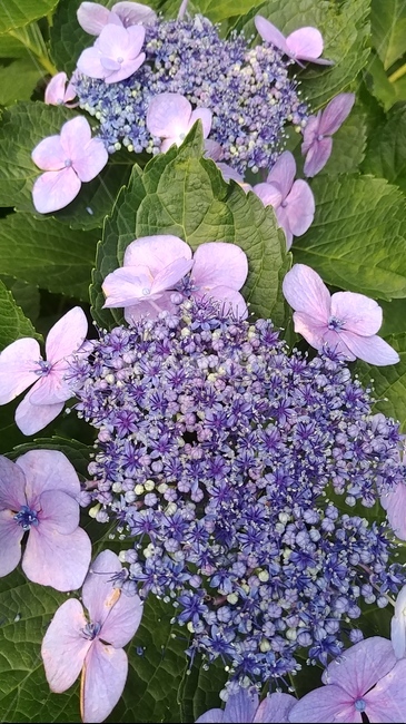 수국,꽃,여름꽃,감성사진,감성