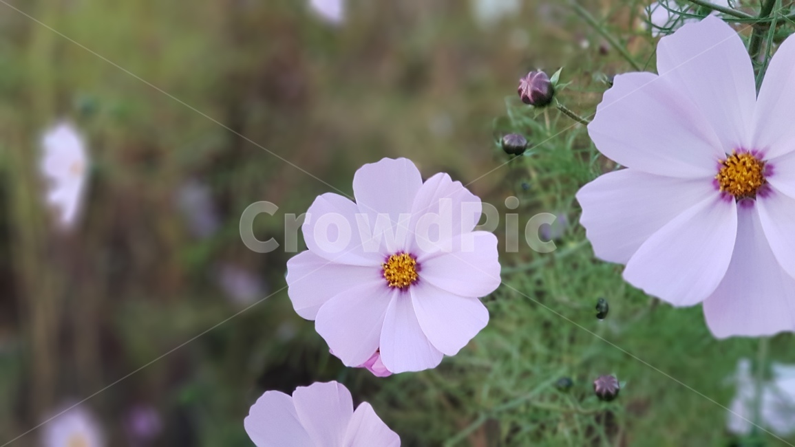 꽃,클로스업,봄,자연,풍경,식물,자연,plants,nature,꽃,flower