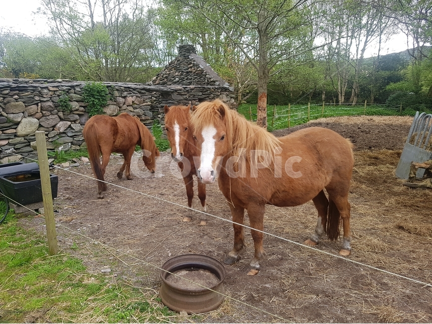 말,농장,동물,자연,유럽,동물,animal,포유류,mammal,산업,industry,industrial,목축업,목장,livestock farming,ranching,pasture