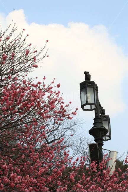 꽃,봄,풍경,하늘,봉은사,봄,계절,spring,season,식물,자연,plants,nature,꽃,flower,lamp post,램프 포스트