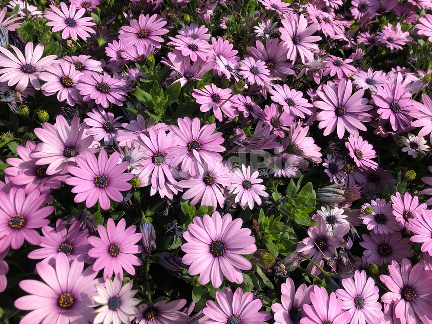 꽃,코스모스,봄,spring,flower,pink