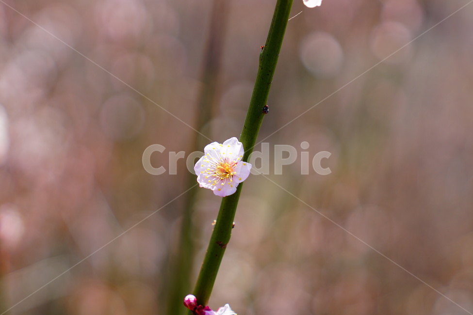 매화,봄,꽃,식물,풍경,봄,계절,spring,season,식물,자연,plants,nature,꽃,flower,plant,geranium,제라늄,blossom